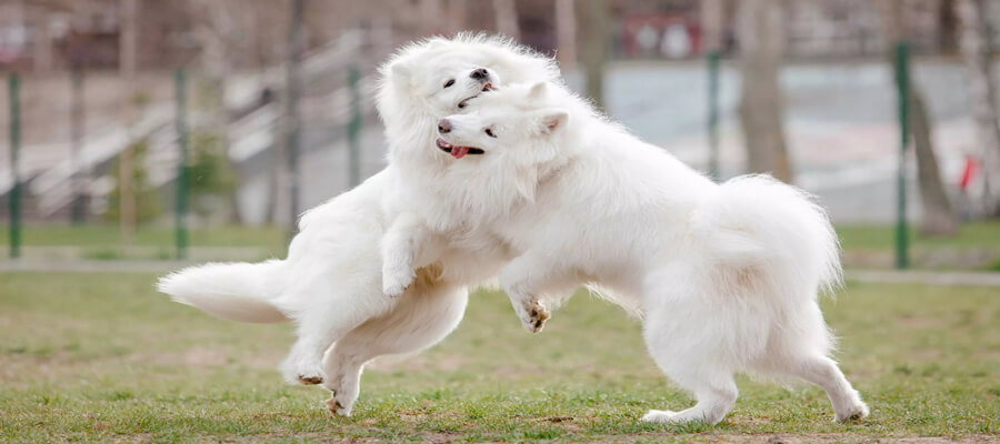 How to Handle a Dog Fight Safely